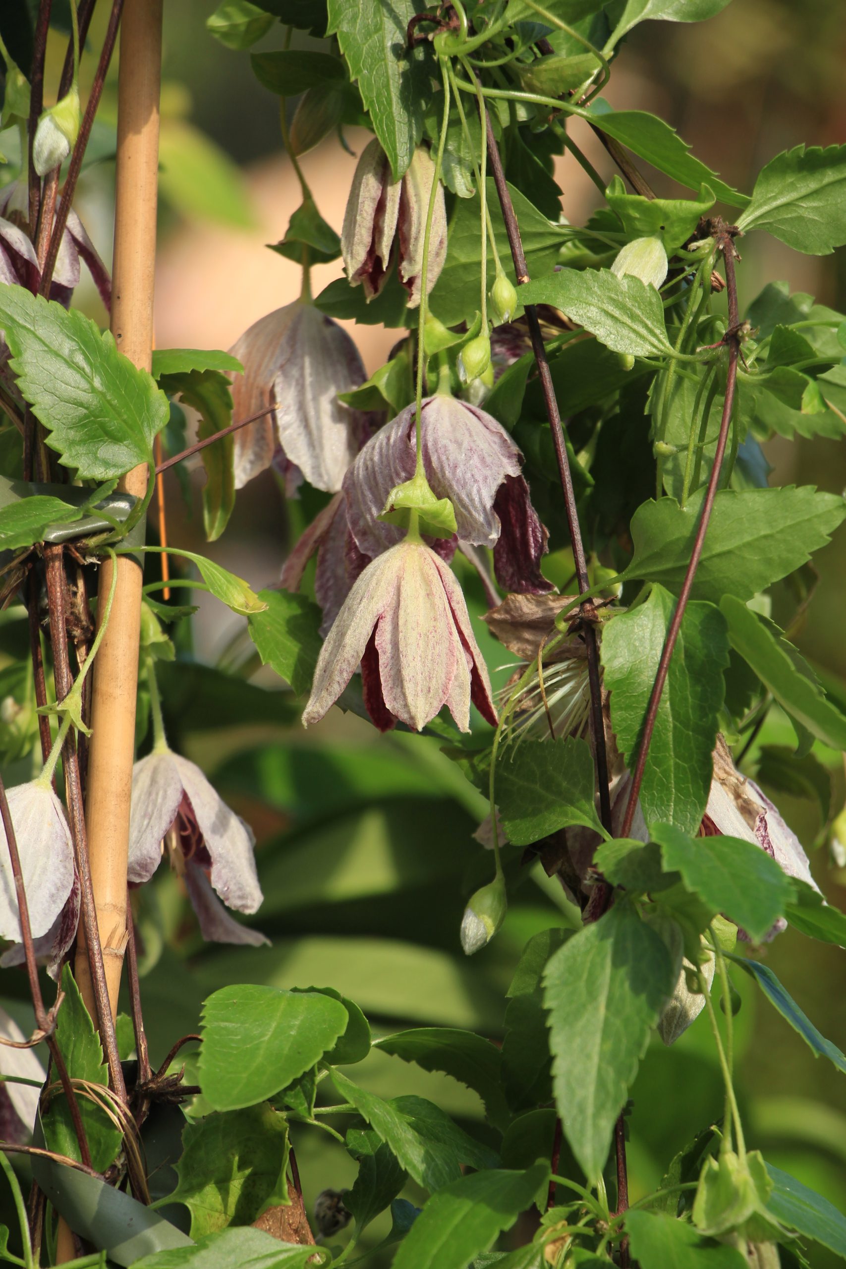 Clematis cirhosa 'Freckles'