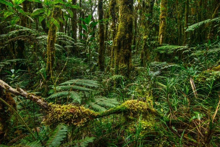 Piante della foresta monsonica
