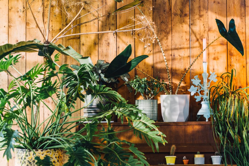 Luce per le piante da interno 