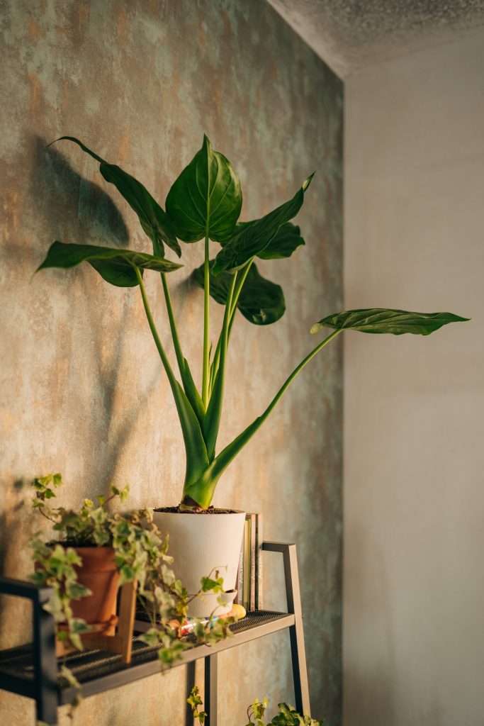 Piante da ombra luminosa come Alocasia possono crescere distanziate da finestre esposte a est o ovest – Foto Getty