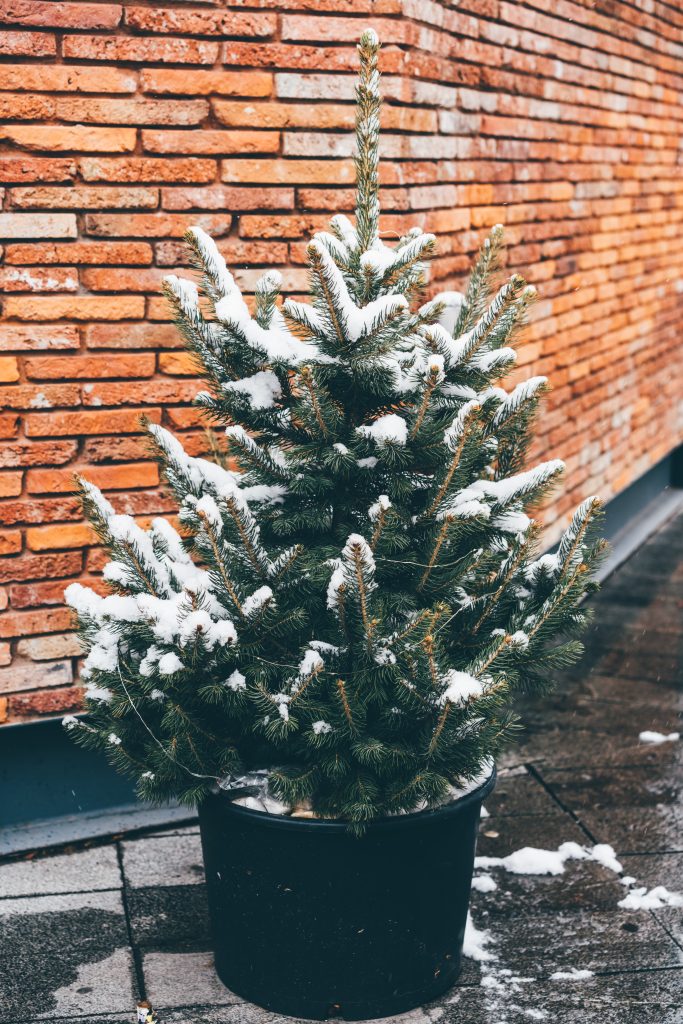 Albero di Natale in vaso: cosa farne? 