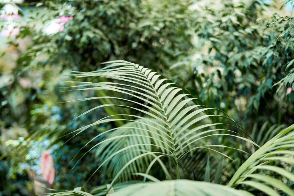 origine delle piante in casa