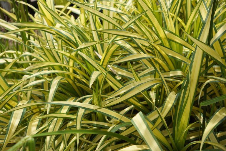 piante delle foreste secche