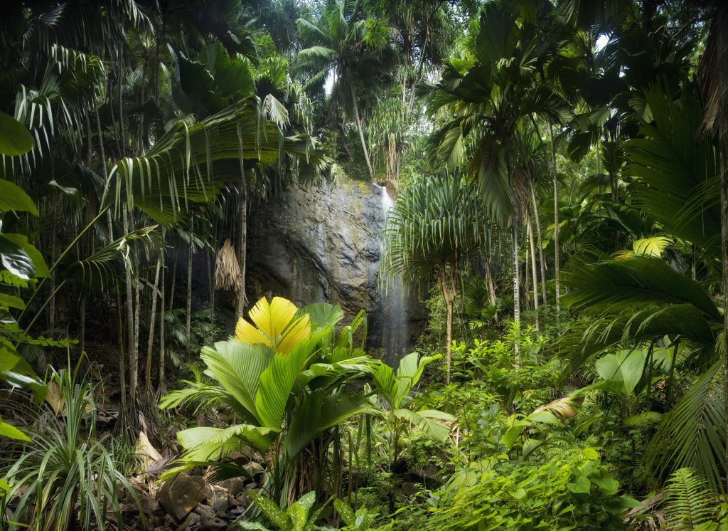 Piante tropicali come curare le piante da foresta pluviale in casa