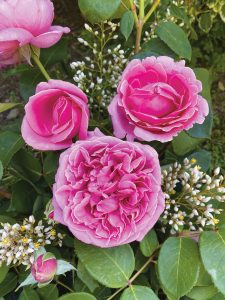 Rose da piantare in autunno 