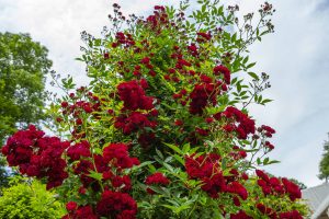 Rose vincitrici concorsi 