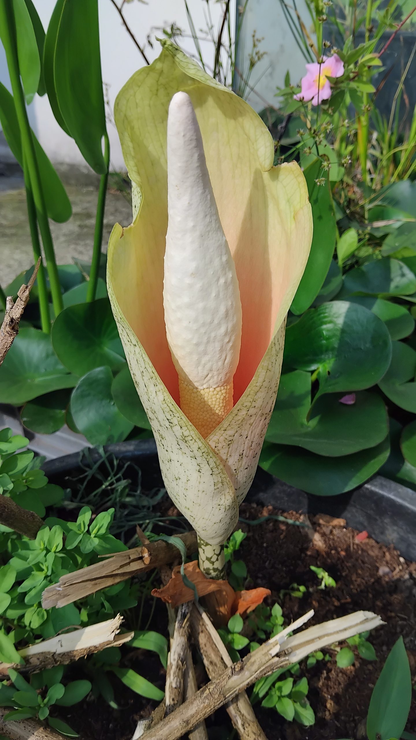 Amorphophallus bulbifer