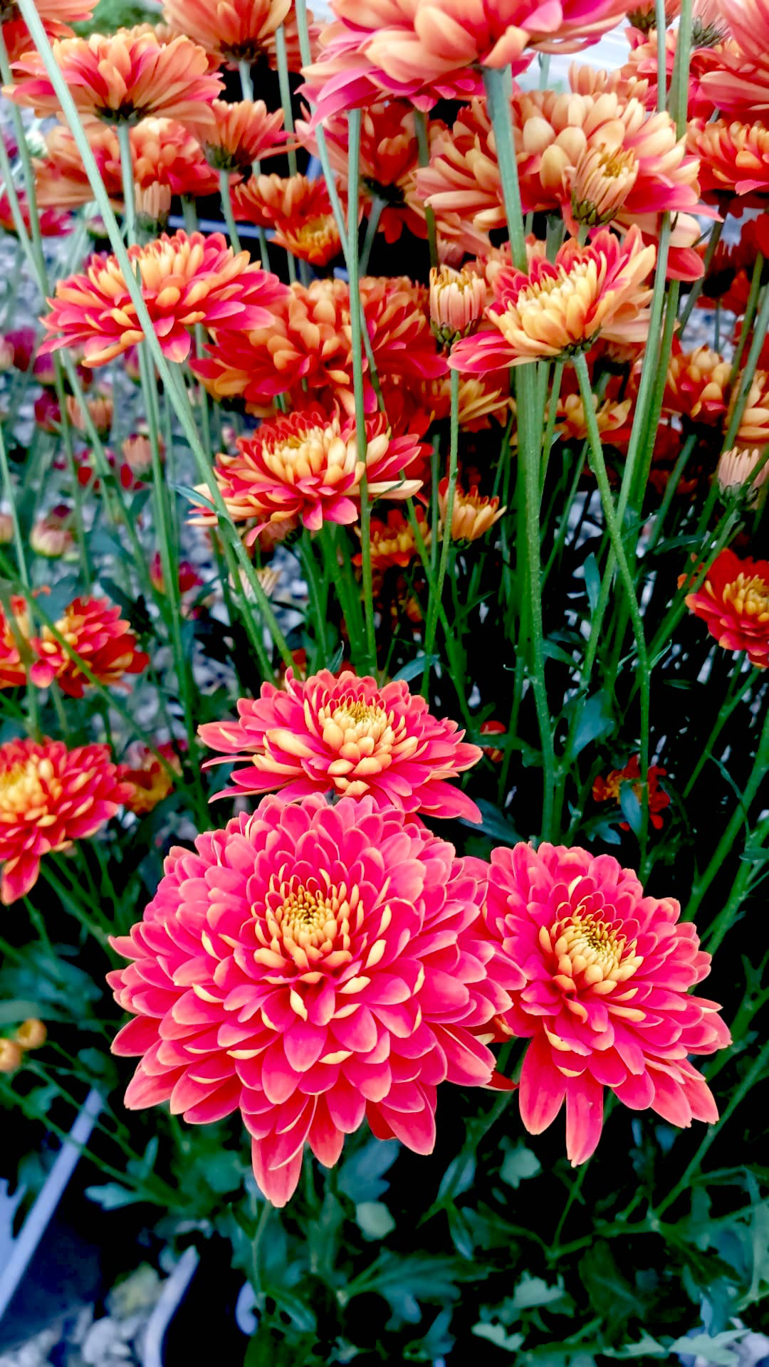 Chrysanthemum ‘Bartoli’