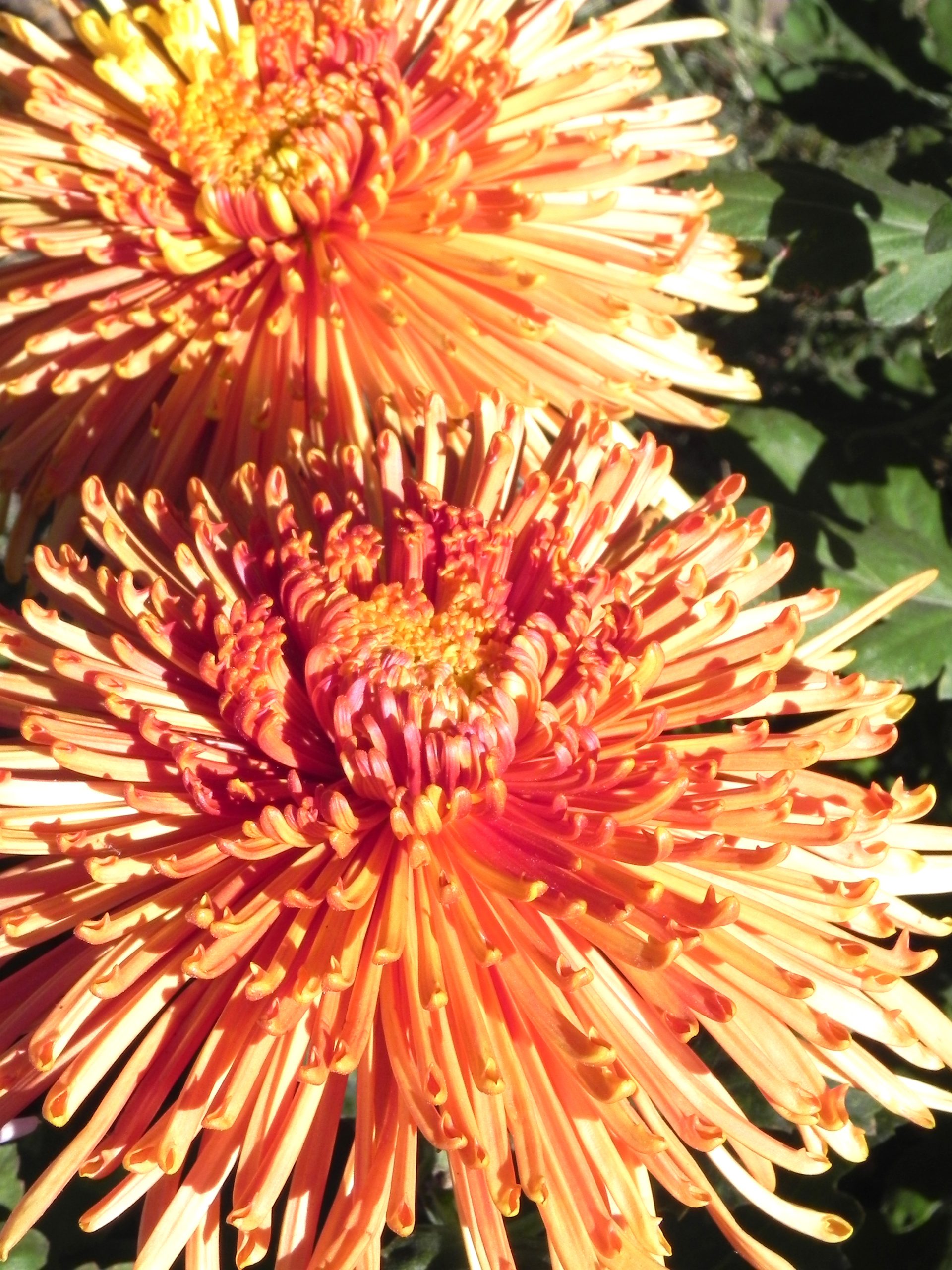 Chrysanthemum ‘Cipria Salmon’