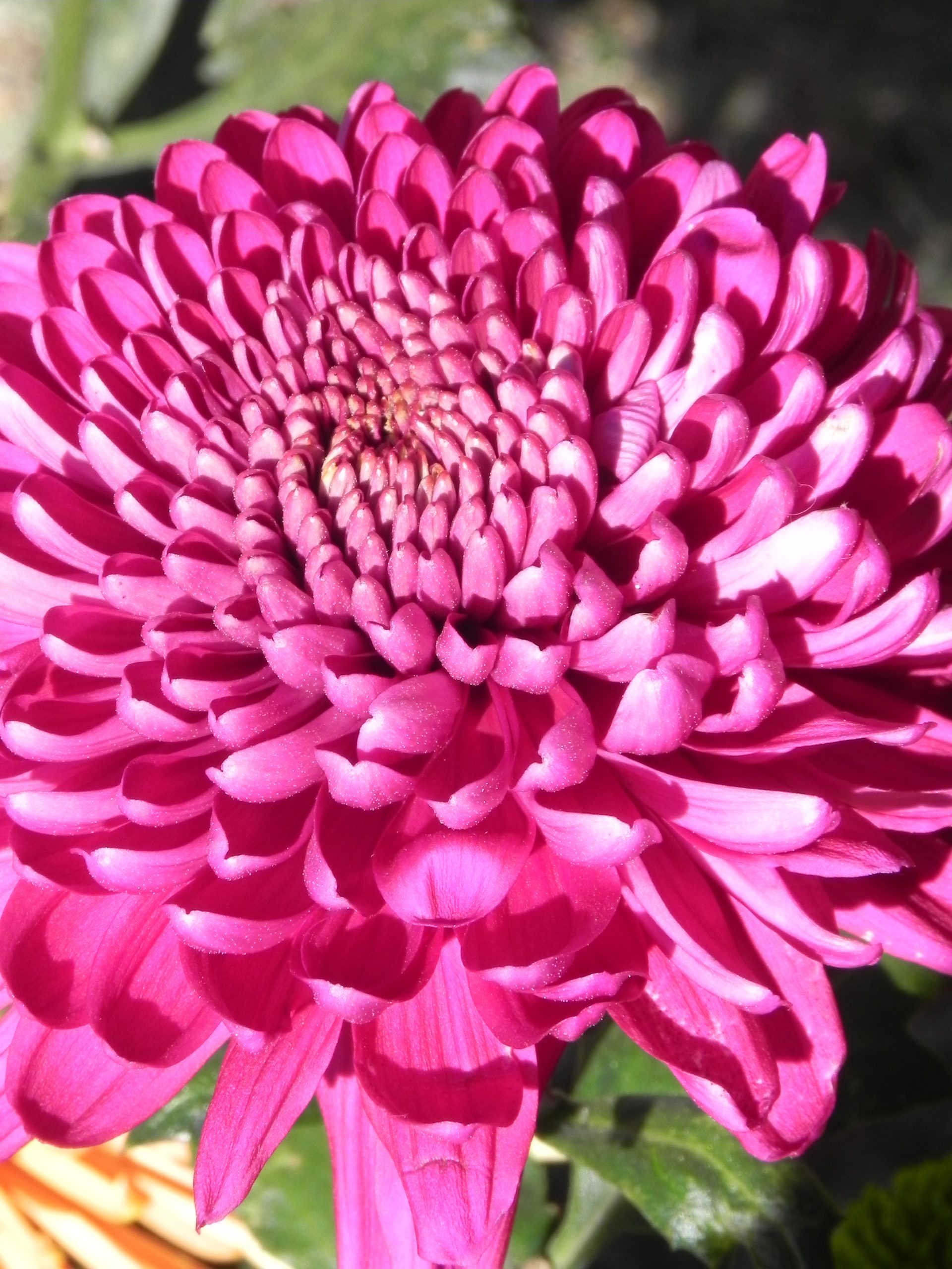 Chrysanthemum ‘Couture’
