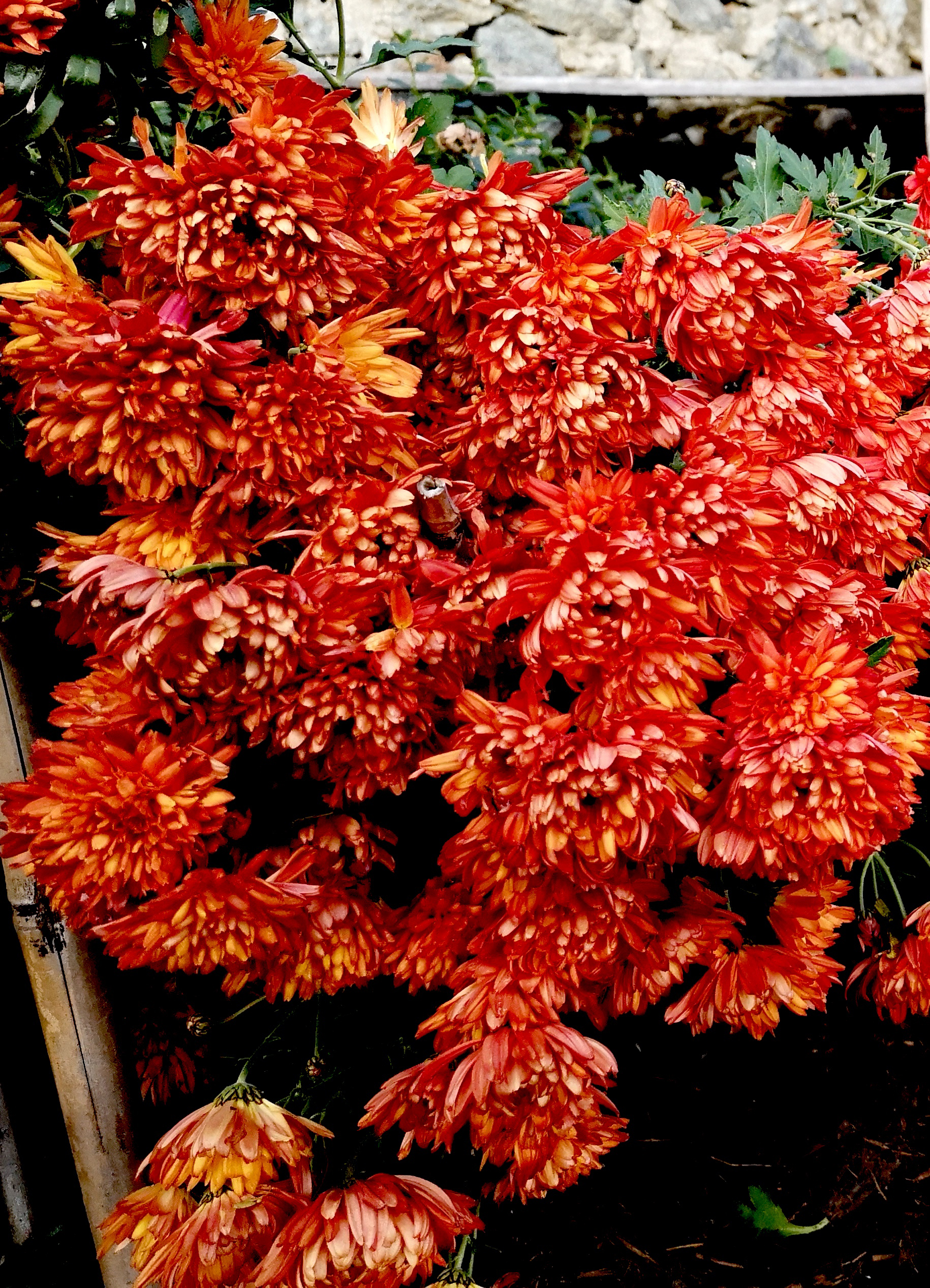 Chrysanthemum ‘Parker Red’