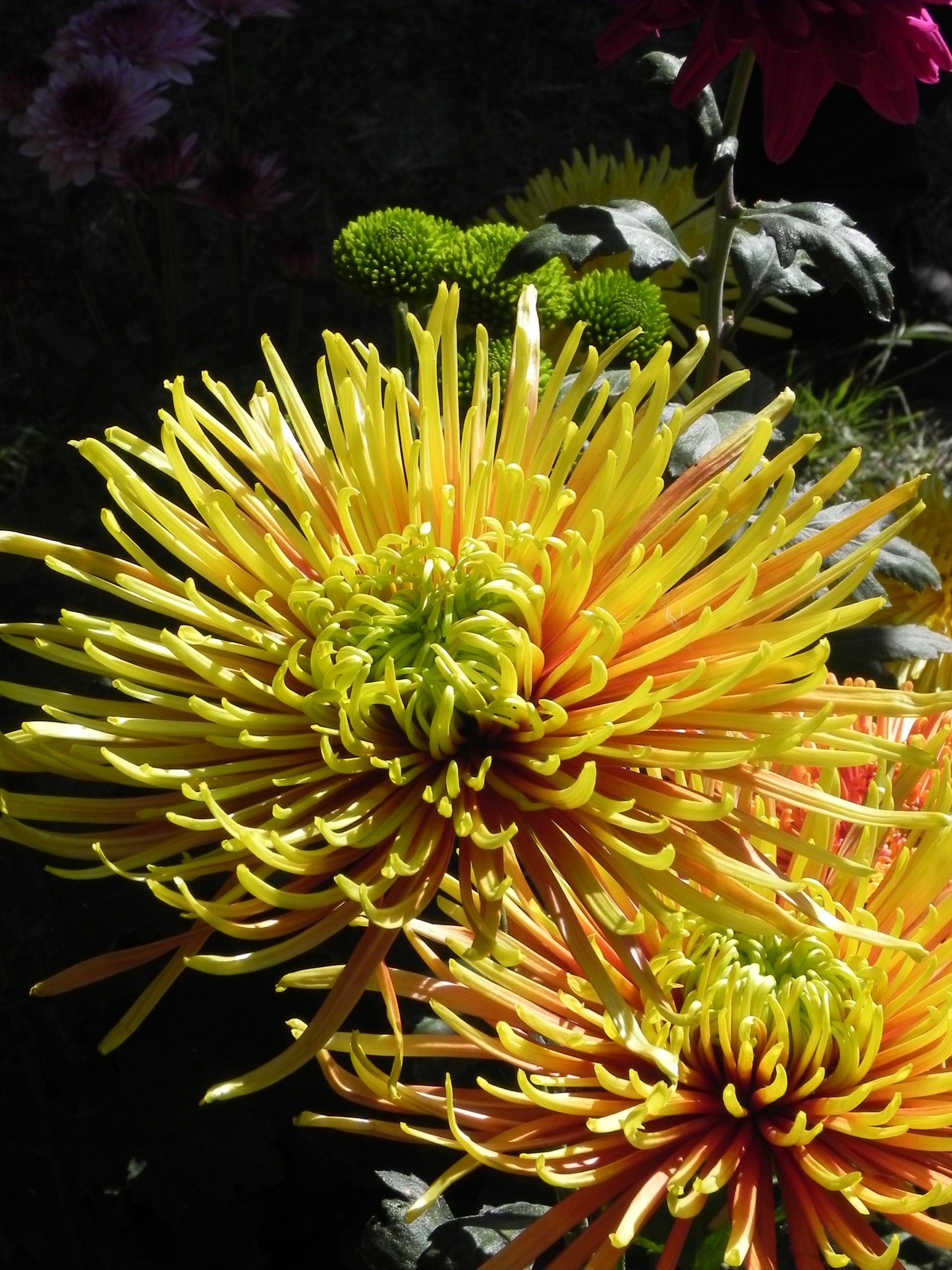 Chrysanthemum ‘Rossano Elizabeth’
