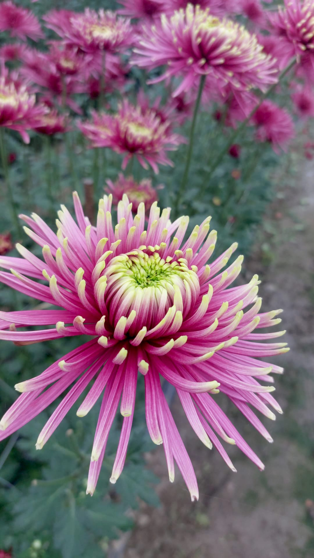 Chrysanthemum ‘Tula Sharletta’
