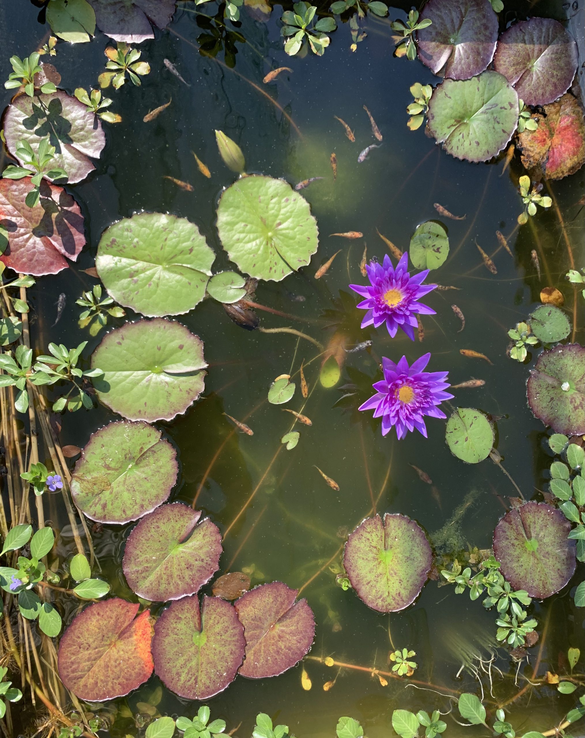 Nymphaea ‘King of Siam’