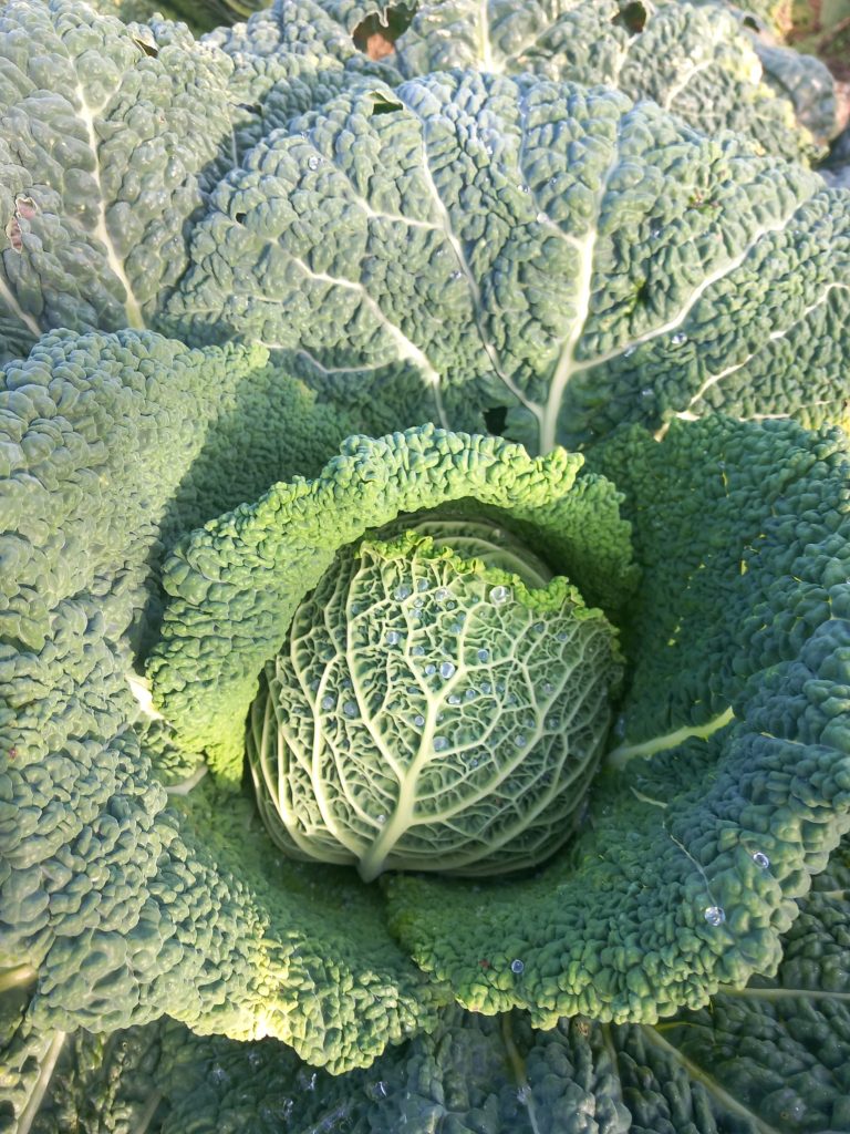 Cavolo verza varietà
