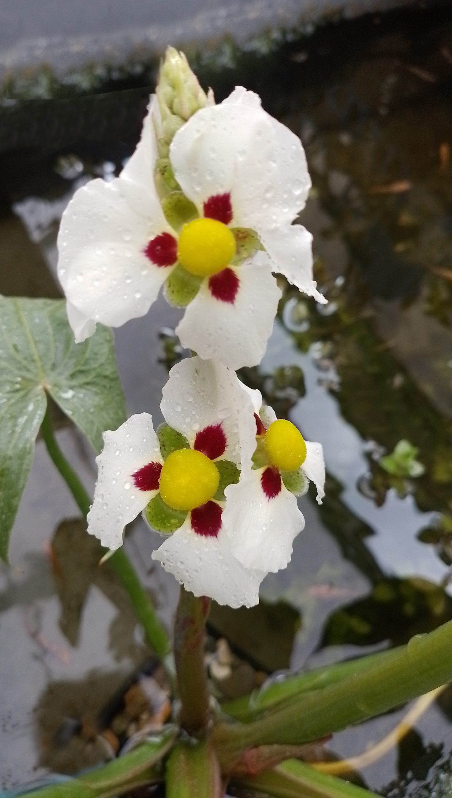 Sagittaria montevidensis
