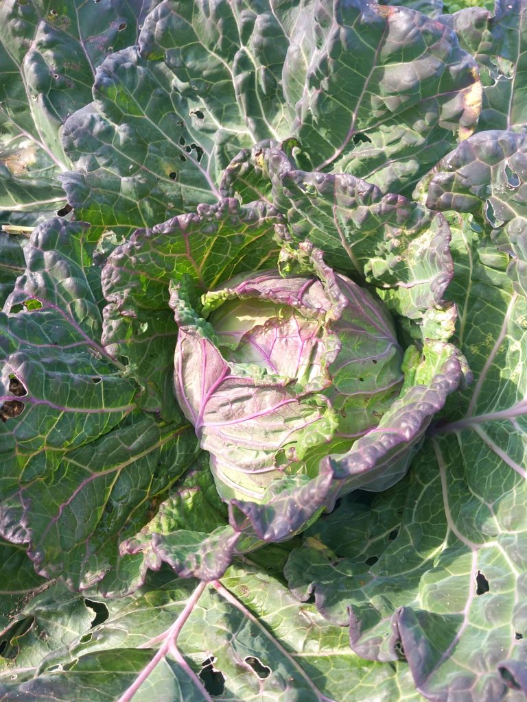 cavolo verza violetto 