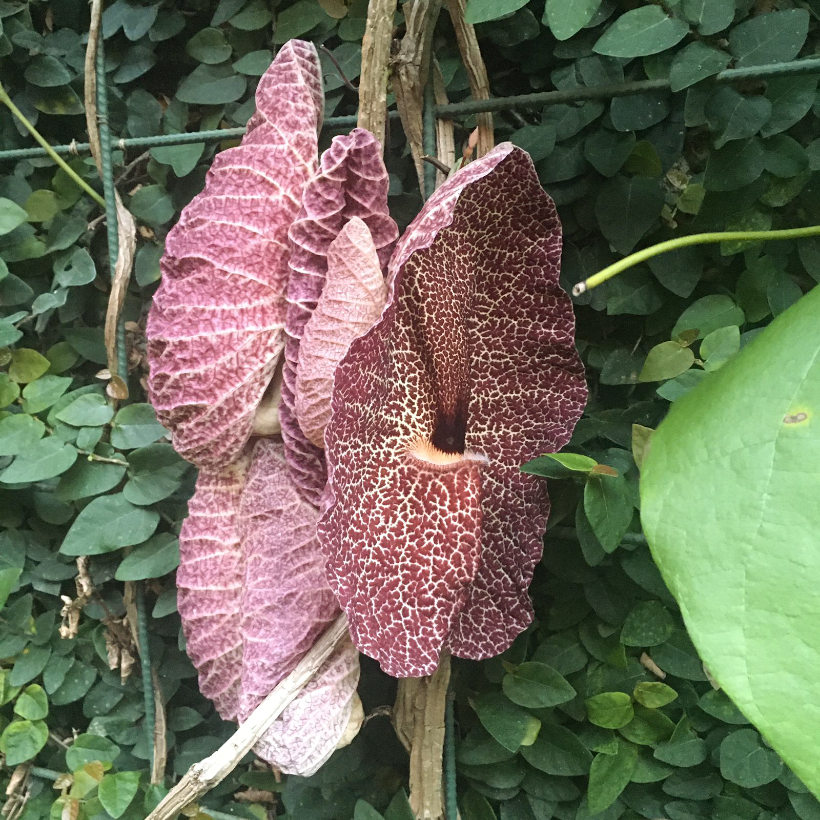 Aristolochia cordiflora