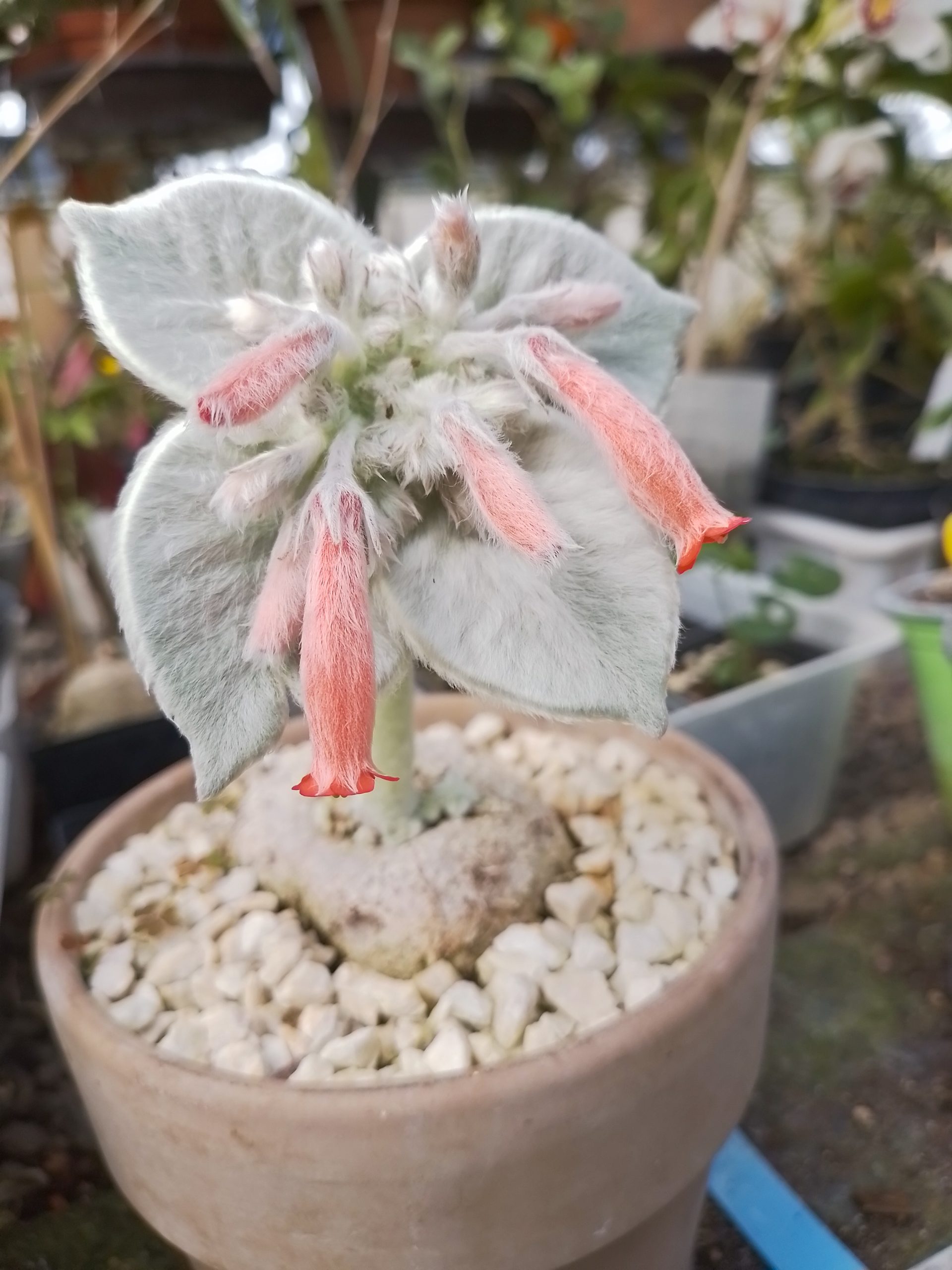 Sinningia leucotricha