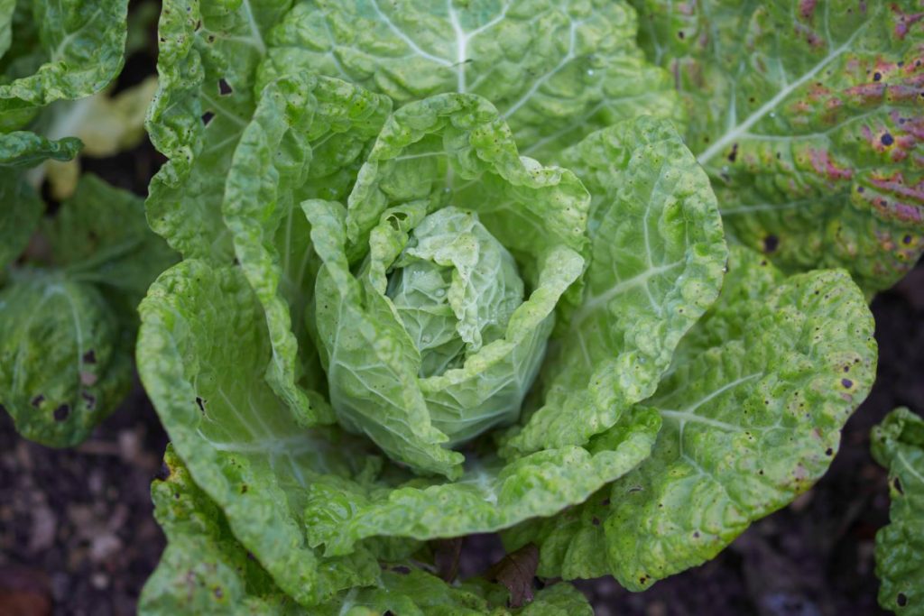 Cavolo verza come coltivare