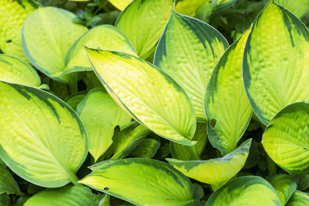 Hosta come coltivarla