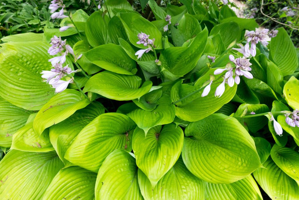 Hosta 
