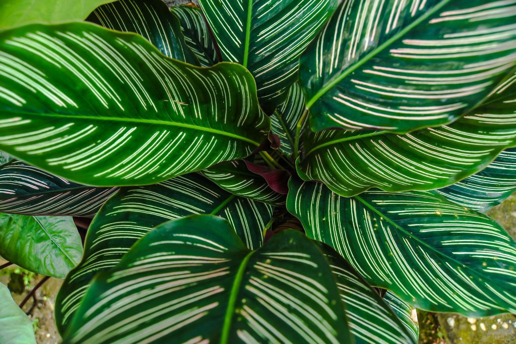Piante tropicali come curare le piante da foresta pluviale in casa