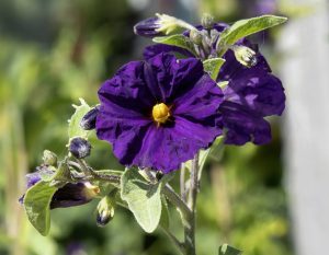 Lycianthes_rantonnetii