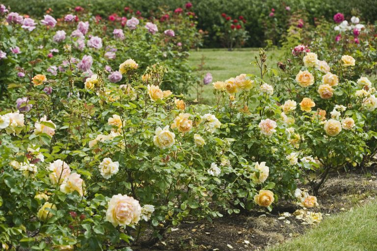 Le rose più belle da piantare in autunno