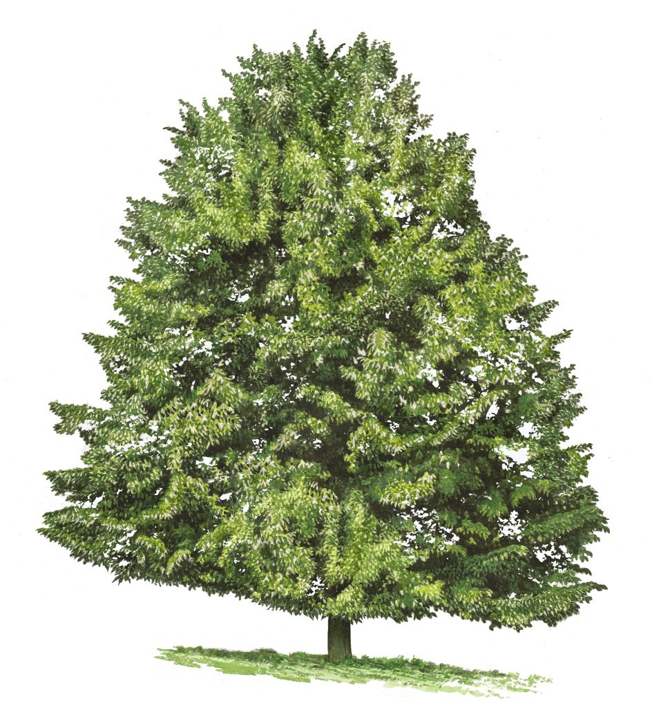 Tiglio in giardino come coltivarlo