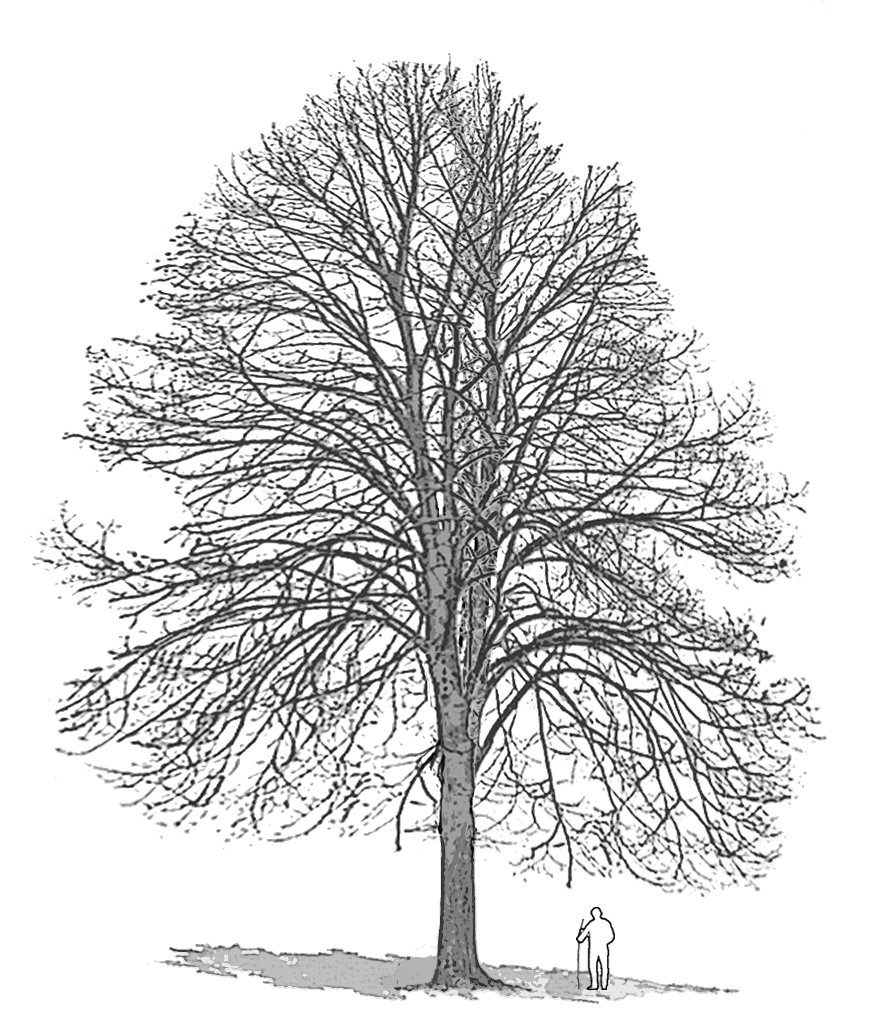 Tiglio in giardino come coltivarlo