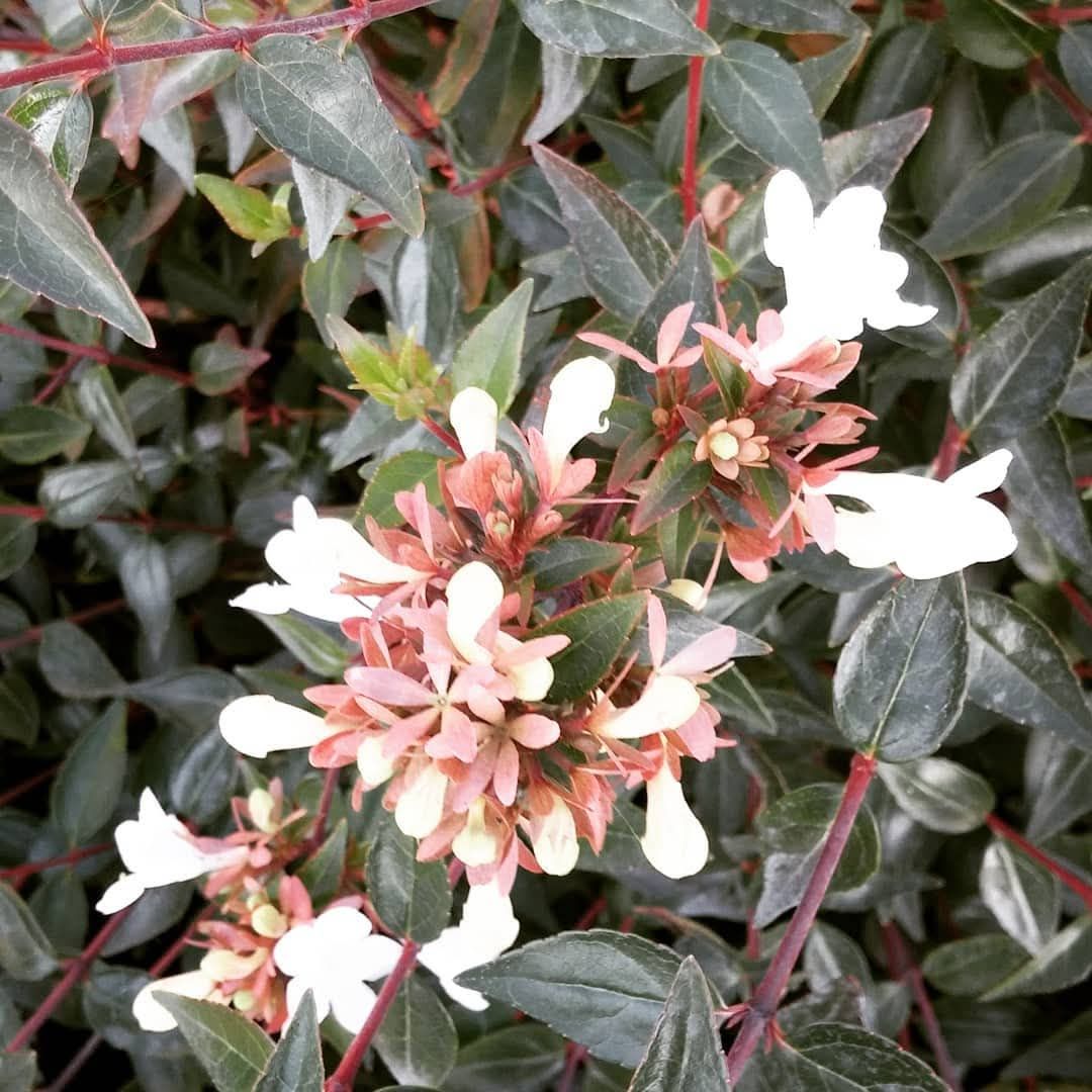 Abelia × grandiflora