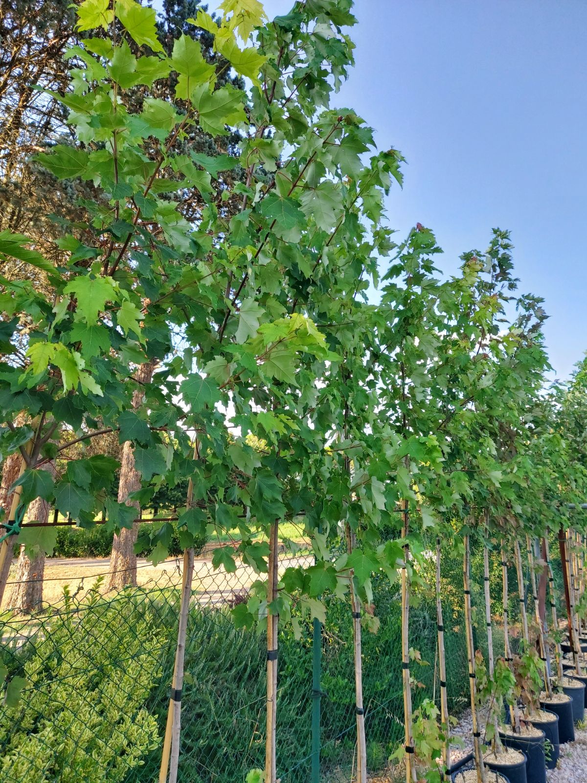 Acer rubrum