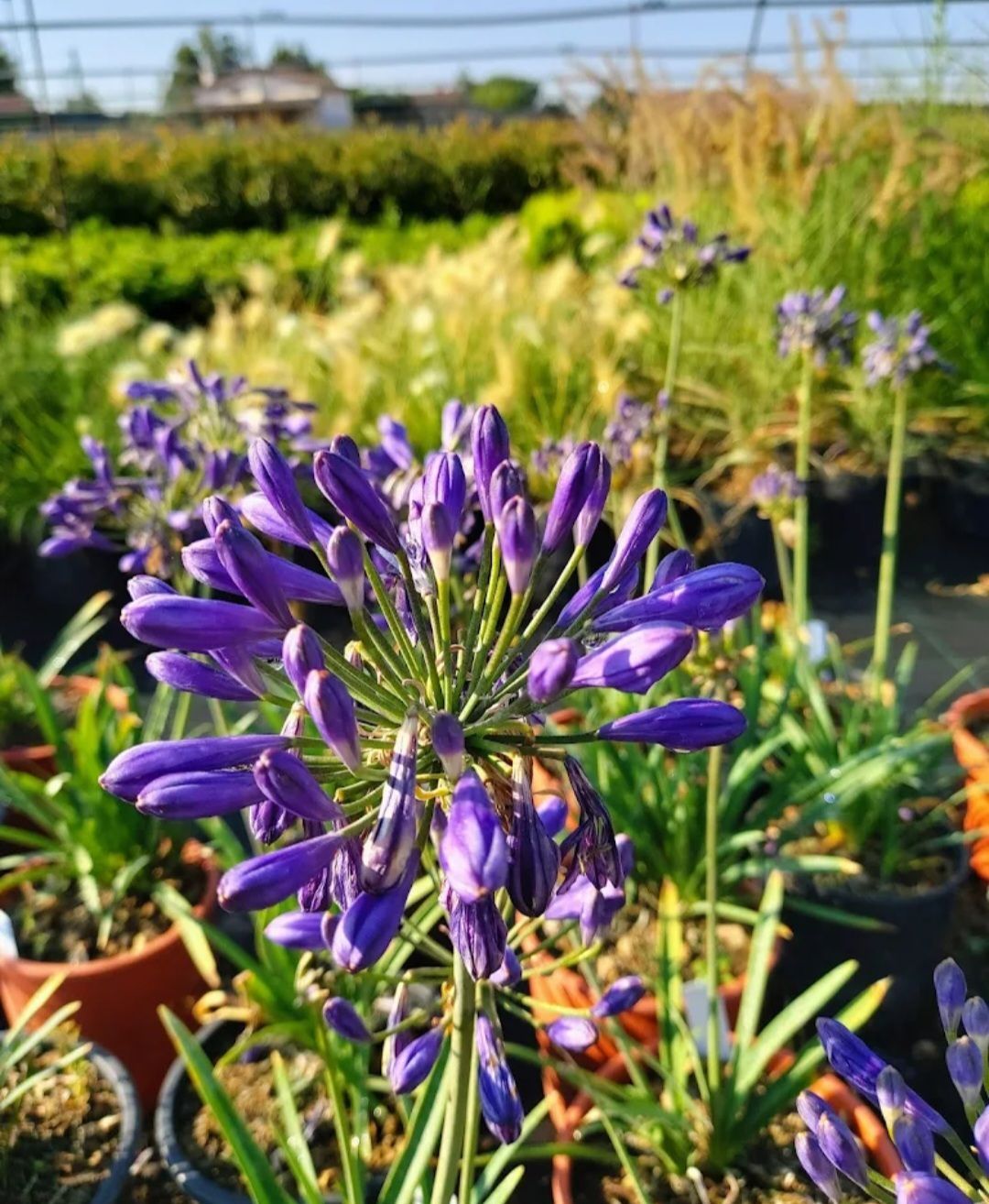 Agapanthus 'Summer Love'