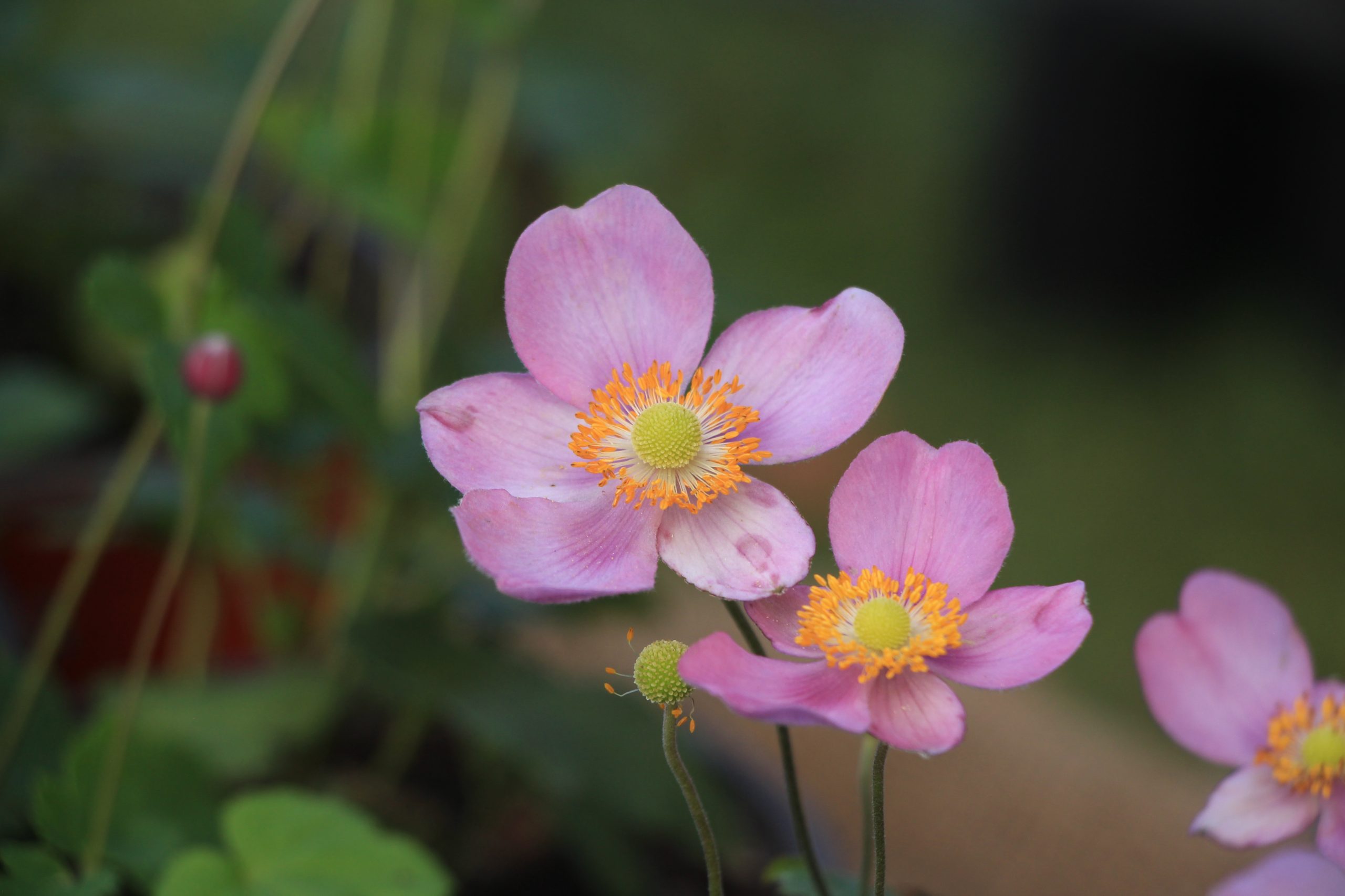 Anemone hupehensis 'Emmy Bicolor'