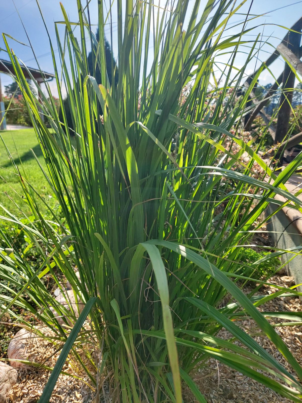 Calamagrostis brachytricha
