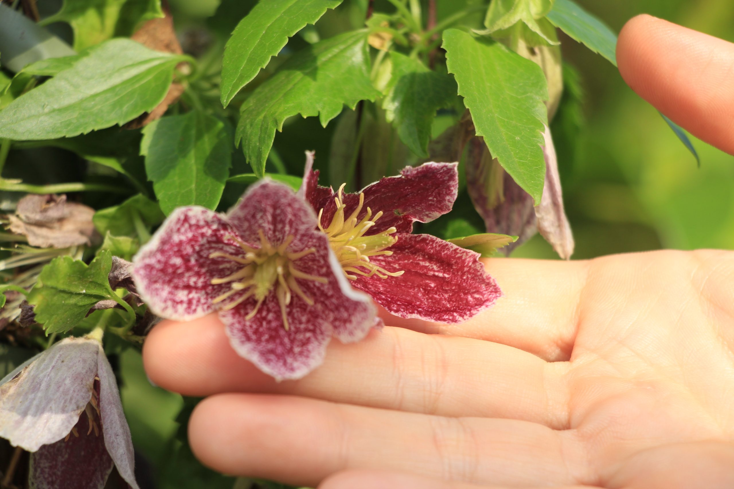 Clematis cirrhosa 'Freckles'