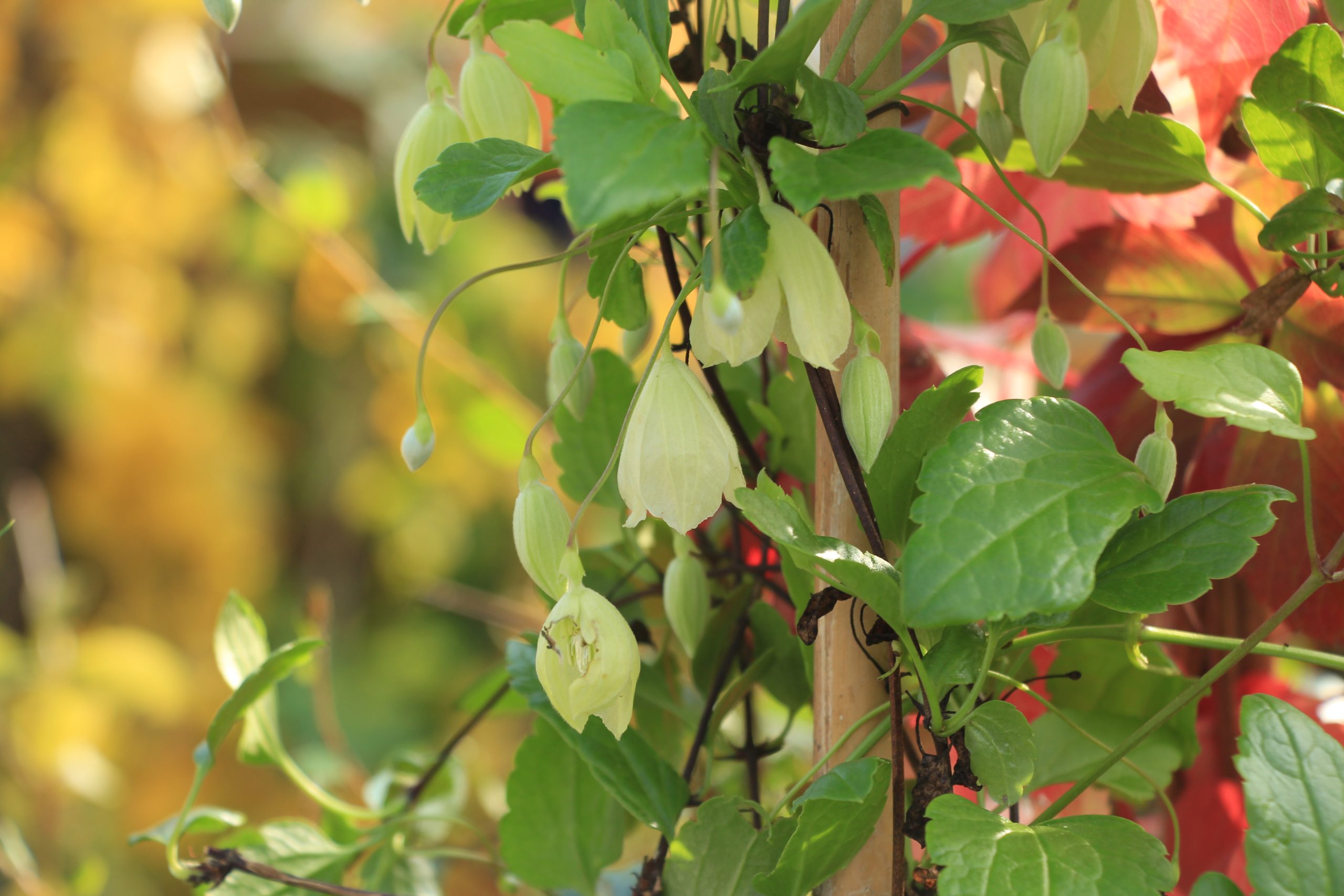 Clematis cirrhosa