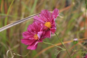 Cosmos bipinnatus 'Double Click Cranberries'