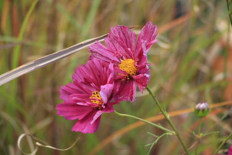 Cosmos bipinnatus 'Double Click Cranberries'