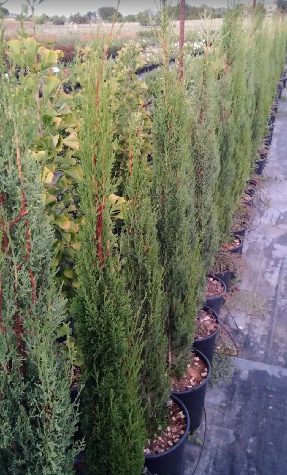 Cupressus sempervirens pyramidalis