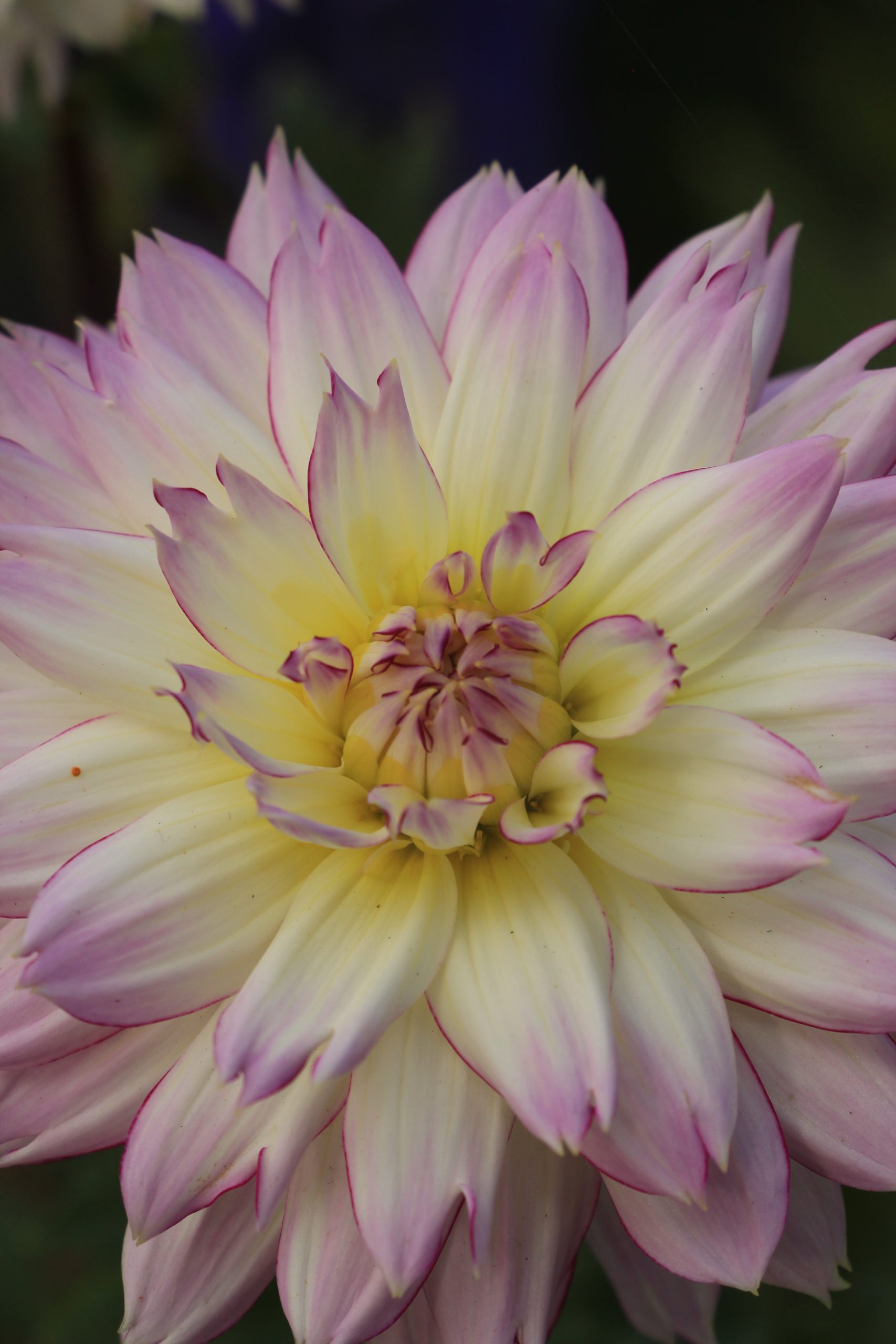 Dahlia 'Pink Petticoat'