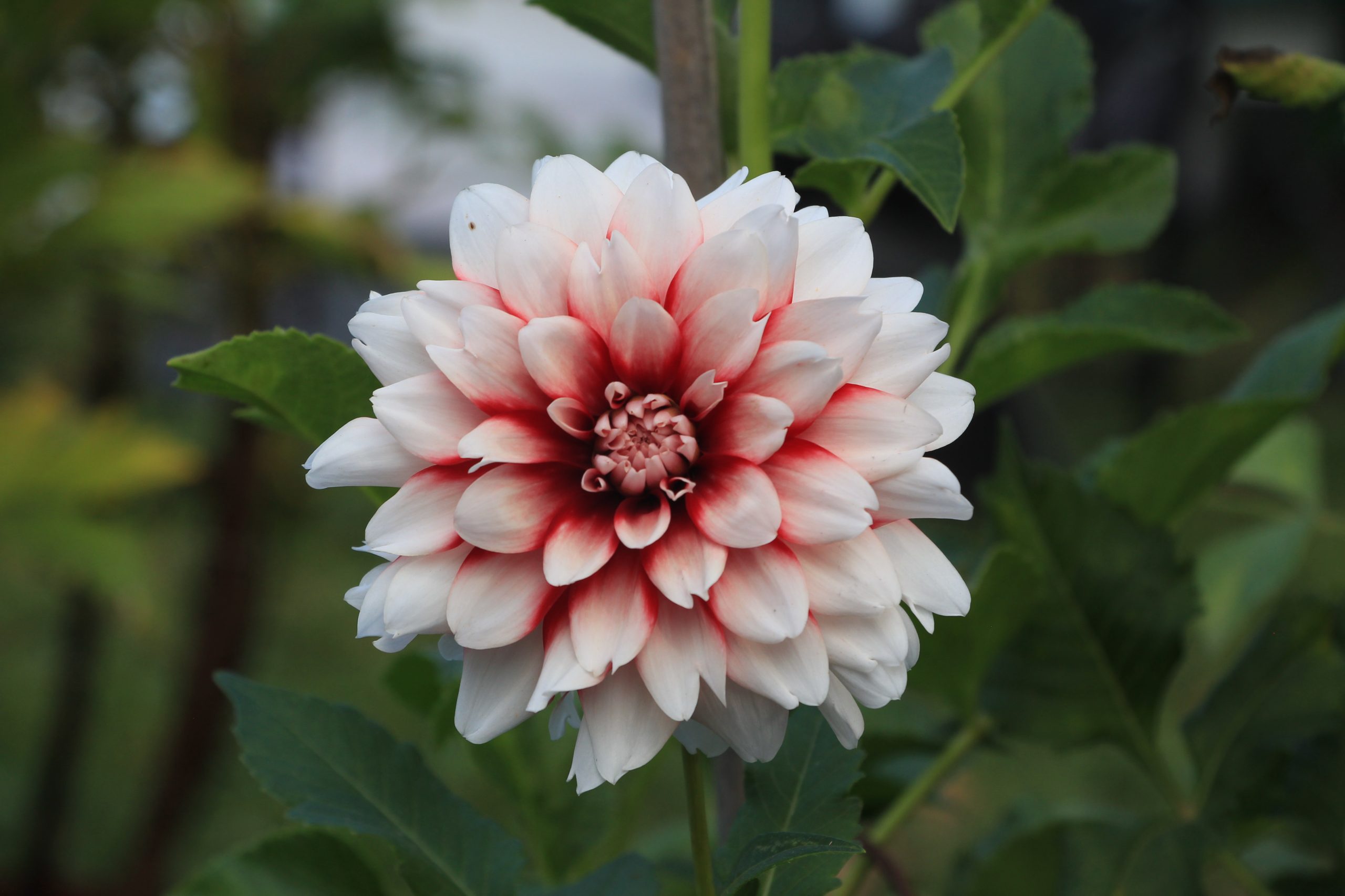 Dahlia 'Strawberry Cream'