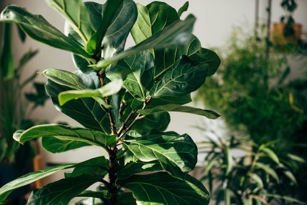 Piante tropicali come curare le piante da foresta pluviale in casa