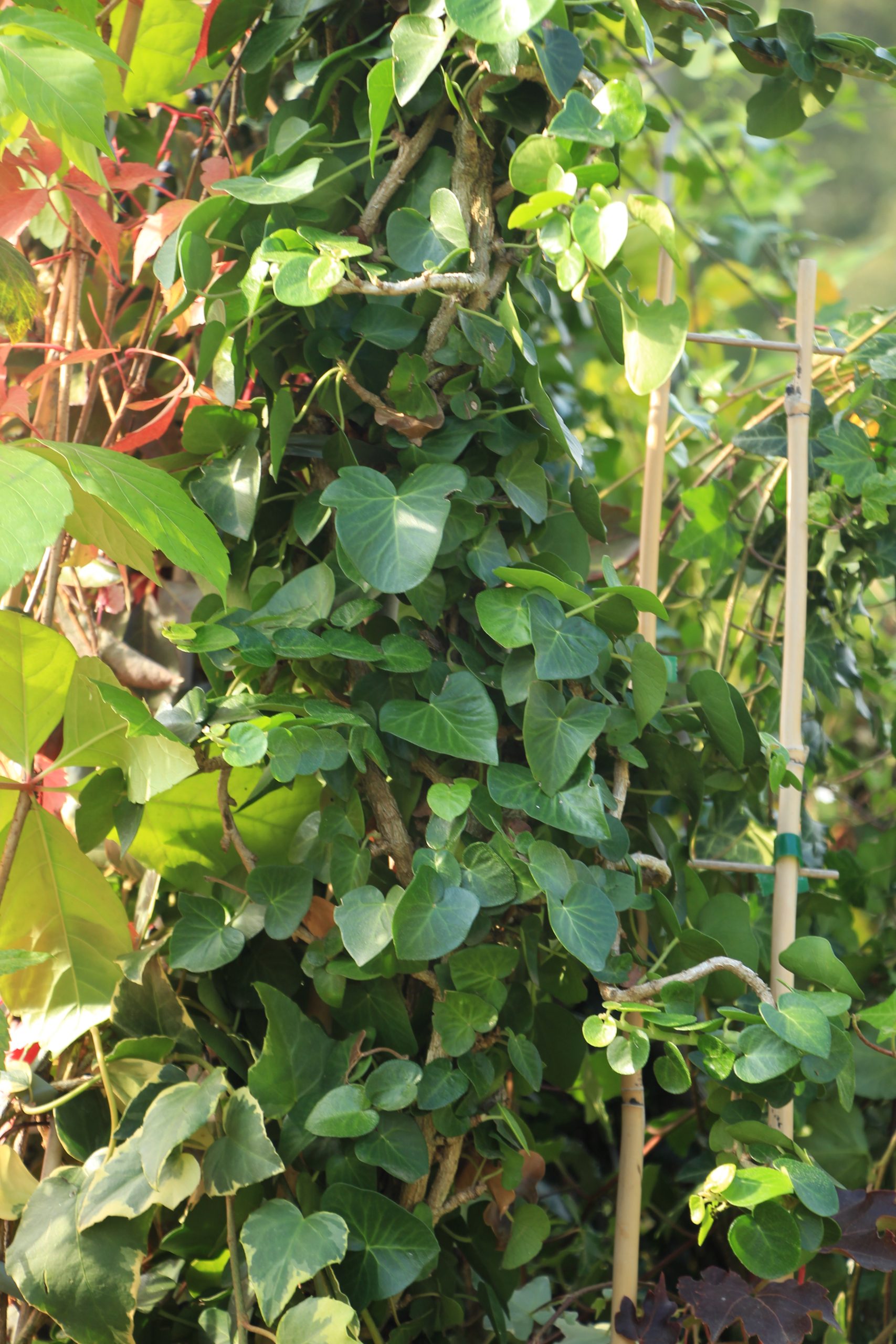 Hedera hibernica 'Deltoidea'