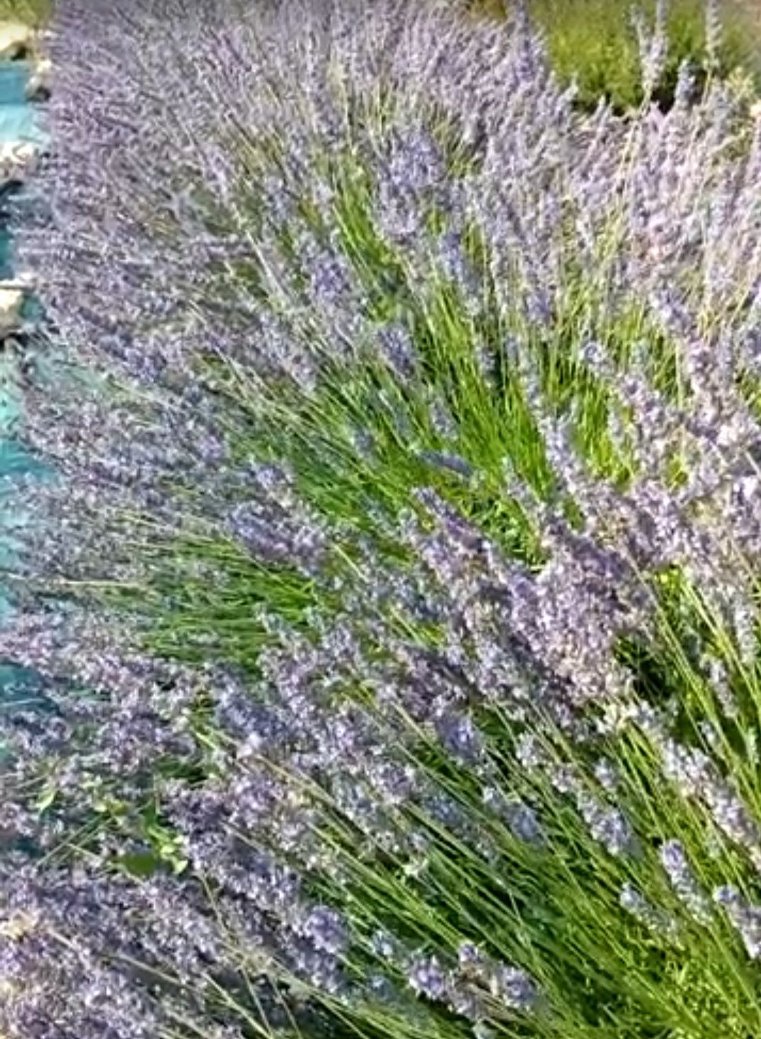 Lavandula × intermedia 'Phenomenal Niko'