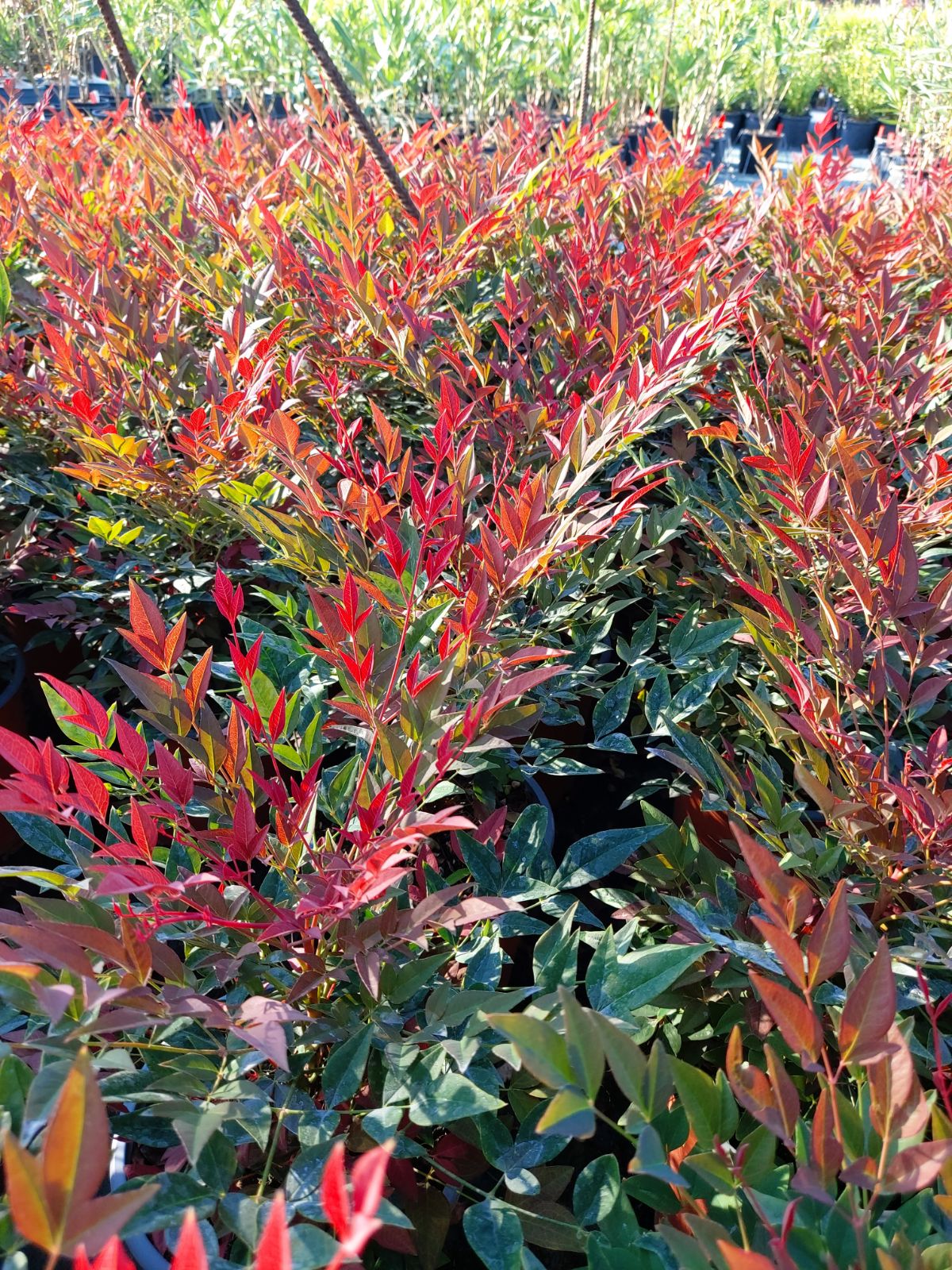 Nandina domestica 'Obsessed'