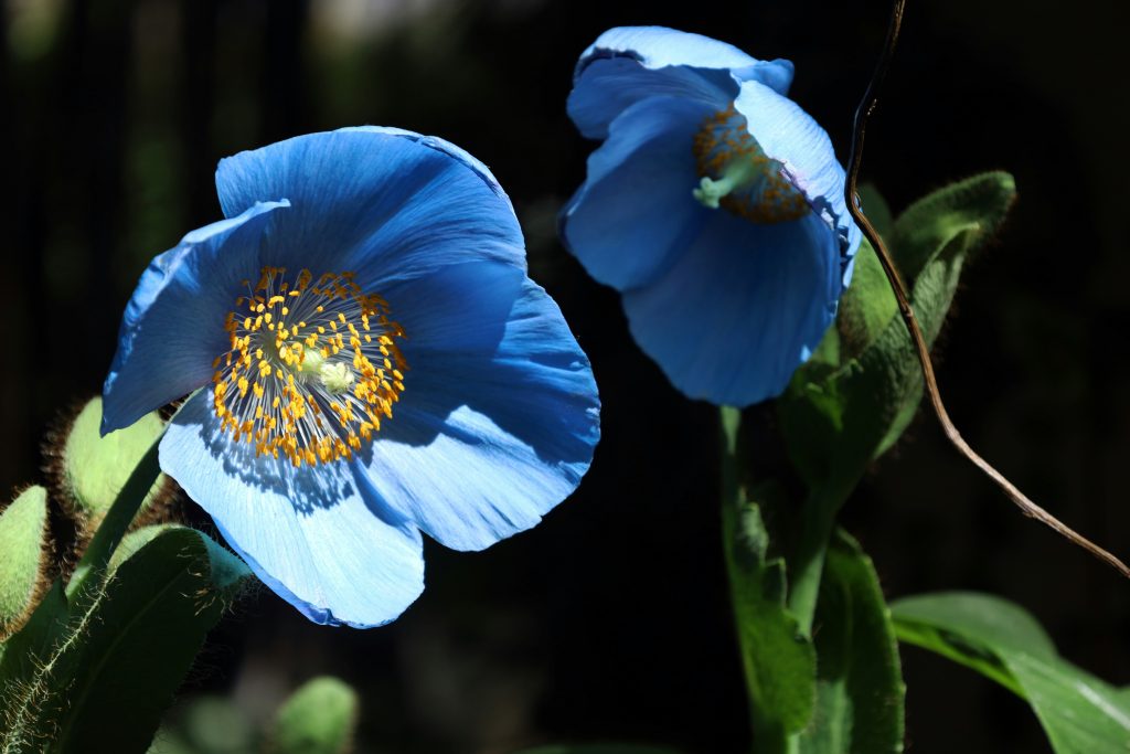 papavero blu dell’Himalaya (Meconopsis betonicifolia)