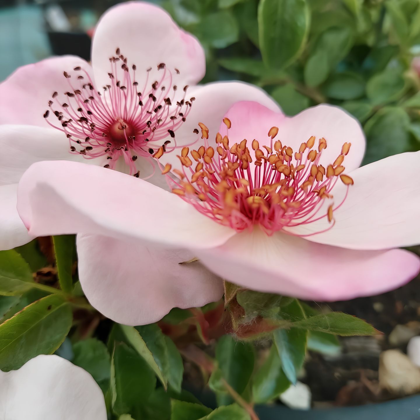 Rose a fiore semplice