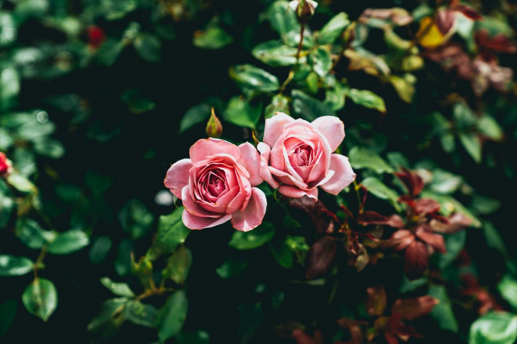 Rose rosa